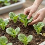 상추 모종을 화분에 심는 과정, 손으로 흙을 고르고 모종을 넣는 모습
