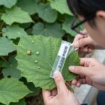 성주참외원예농협 바이러스병 예찰과 관리 방법 참외 잎에 식물병 진단키트를 사용하여 바이러스 검사를 하는 모습