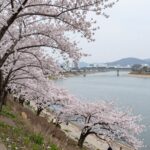 밀양 삼문수변공원 봄날 벚꽃과 유채꽃이 밀양강과 함께 펼쳐진 풍경