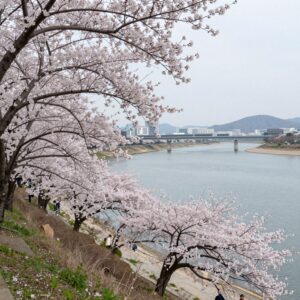 밀양 삼문수변공원 봄날 벚꽃과 유채꽃이 밀양강과 함께 펼쳐진 풍경
