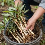 봄산나물 땅두릅과 두릅을 바구니에 담아 수확하는 모습