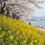 봄의 노란 기적 갓꽃의 매력과 구별법 울산 태화강변의 노란 갓꽃과 벚꽃이 함께 피어난 봄 풍경