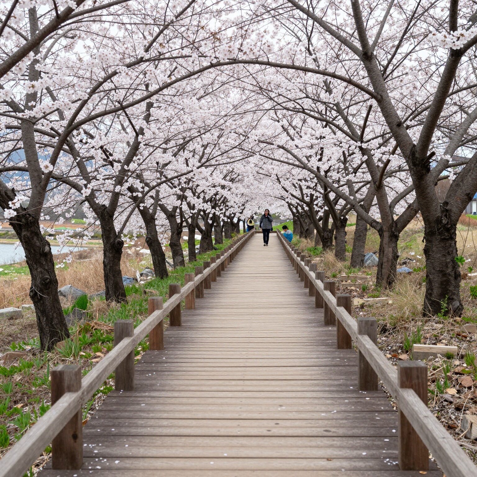 2026년 나주 영산강 유채꽃 개화 시기와 구경 포인트 1 나주 영산강 유채꽃밭으로 이어지는 오솔길과 나무 다리