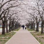 만개한 오산천 벚꽃길 데크 산책로 풍경
