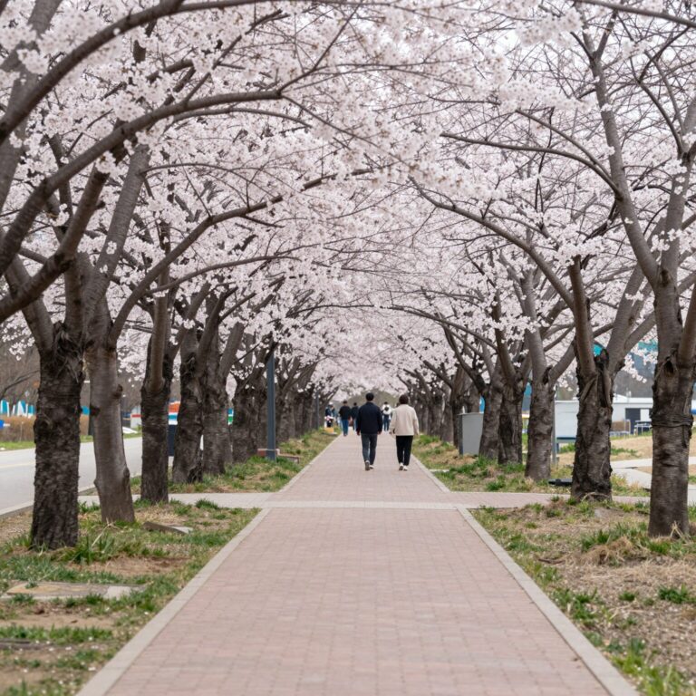 만개한 오산천 벚꽃길 데크 산책로 풍경