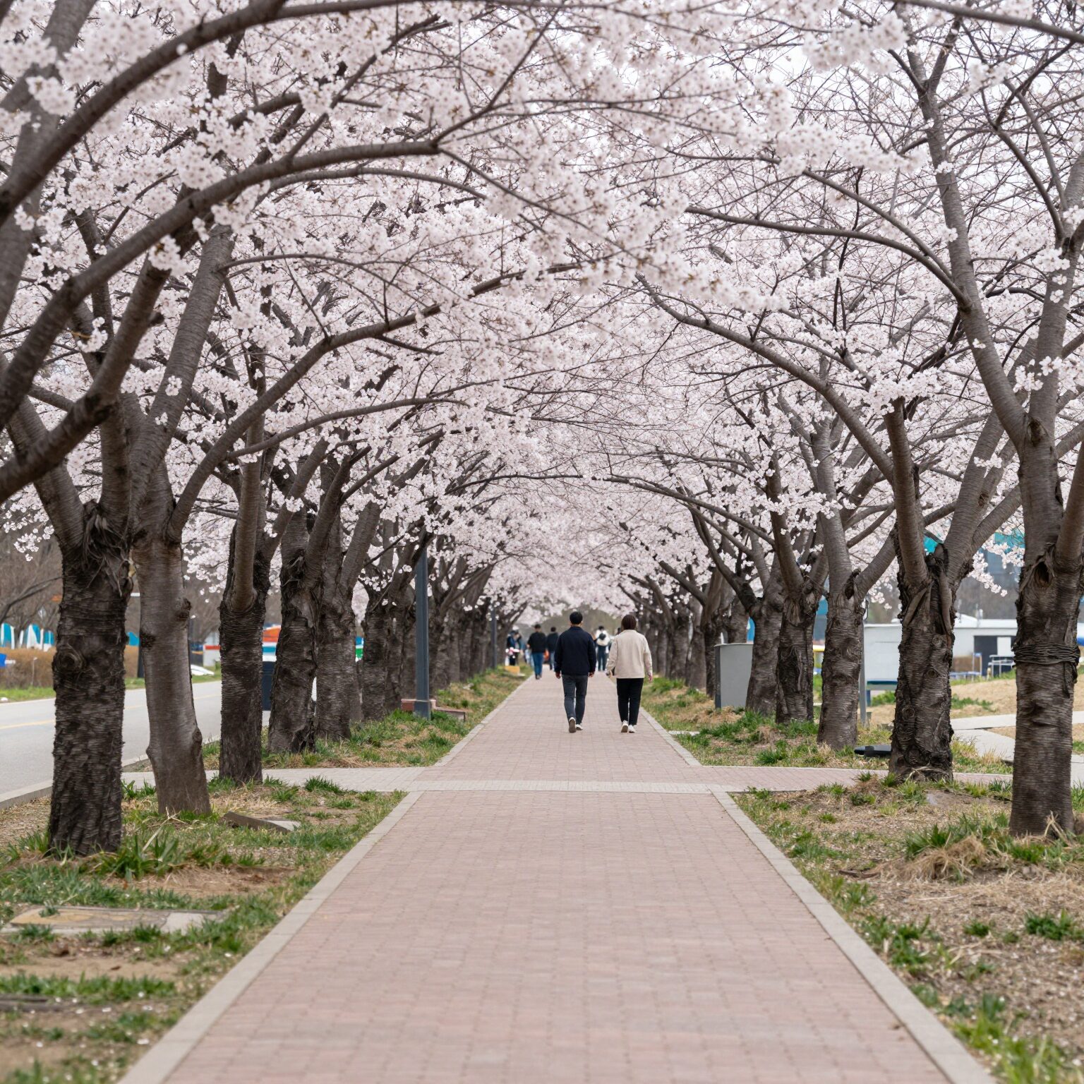 2026 오산천 벚꽃축제 방문 가이드와 핵심 정보 1 만개한 오산천 벚꽃길 데크 산책로 풍경