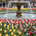 대전 오월드 플라워랜드에 핀 다양한 색상의 튤립 화단과 배경의 분수대
