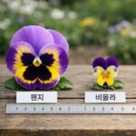 팬지와 비올라 차이점과 키우는 방법 팬지와 비올라 꽃 나란히 비교 사진, 크기와 모양 차이 확인