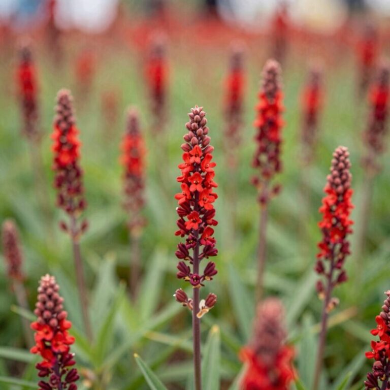 햇살을 받으며 활짝 핀 붉은 개양귀비 꽃밭의 아름다운 풍경