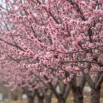 박태기나무 꽃이 줄기에 직접 붙어 핀 모습, 진한 분홍색 꽃봉오리가 빽빽이 달려 있음