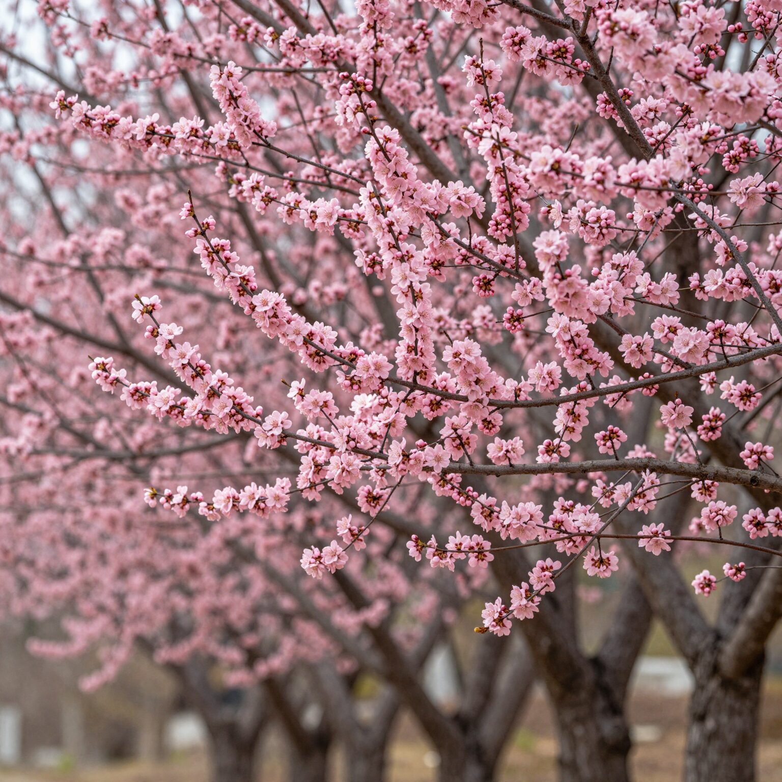 박태기나무 꽃이 줄기에 직접 붙어 핀 모습, 진한 분홍색 꽃봉오리가 빽빽이 달려 있음