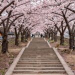 사천 청룡사 겹벚꽃 만개 시기와 아름다운 풍경 사천 청룡사 돌계단과 분홍색 겹벚꽃 터널 풍경