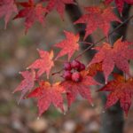 가을 정원에 주홍빛으로 익은 산딸나무 열매와 붉게 물든 단풍잎이 조화를 이루고 있는 모습
