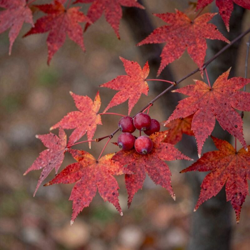 가을 정원에 주홍빛으로 익은 산딸나무 열매와 붉게 물든 단풍잎이 조화를 이루고 있는 모습