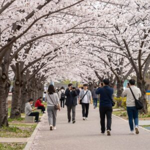 울산 세관공원 만개한 겹벚꽃 나무 아래에서 사람들이 산책하고 사진을 찍는 모습