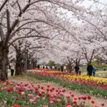 2026년 4월 전주 완산칠봉 꽃동산의 겹벚꽃과 철쭉이 만개한 풍경