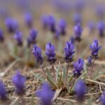 땅에 낮게 핀 보라색 각시붓꽃 군락, 외화피의 그물무늬가 선명하게 보임