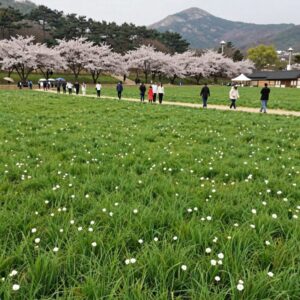 회룡포 봄나들이 축제 청보리밭과 꽃잔디 풍경