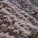 영실철쭉 만개 한라산 영실코스 한라산 영실코스에서 만개한 철쭉 군락 풍경