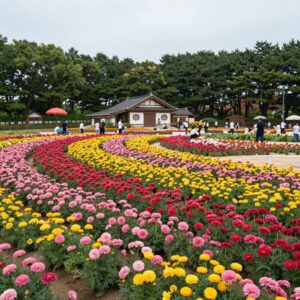 2026 삼척 장미축제 장미공원 전경, 형형색색의 장미가 만개한 모습