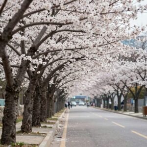 대전 유성온천로를 따라 심어진 이팝나무 가로수가 만개한 모습, 흰 꽃이 터널처럼 이어져 있다