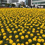 능소화 독 진실과 키우기 꽂말 총정리 담장을 타고 흐드러지게 핀 주황색 능소화 꽃