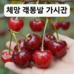 체리 가격 시기별 변동과 알뜰 구매 방법 체리 품종별 가격 비교 이미지 빙 레이니어 좌등금