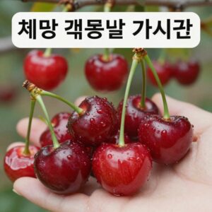 체리 품종별 가격 비교 이미지 빙 레이니어 좌등금