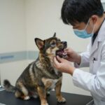 대구 반려견 분양 스시 미유펫대구에서 블랙탄포메라니안의 건강검진을 진행하는 모습, 전문의가 강아지의 치아와 피부를 꼼꼼히 확인하고 있다