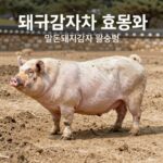돼지감자 효능과 먹는법 총정리 돼지감자차 효능과 말린돼지감자 활용법을 설명하는 이미지