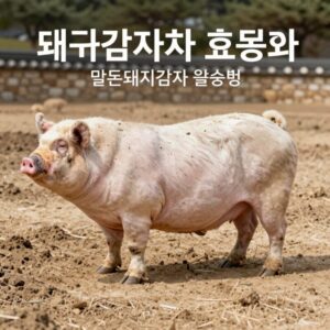 돼지감자차 효능과 말린돼지감자 활용법을 설명하는 이미지