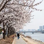 용답역 하동매실거리 봄철 매화 만개 모습 홍매화와 백매화 어우러진 청계천변 풍경