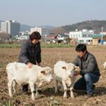 텃밭에서 건강하게 자라고 있는 양대파 모습