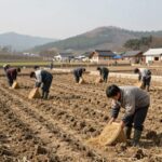 망종 뜻과 2026년 날짜 농사 풍습 정리 2026년 망종 모내기 풍경 농부들이 논에서 모를 심고 있다
