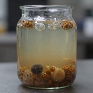 매실효소 발효 과정을 보여주는 유리병 사진