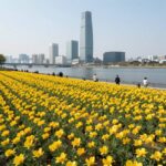 首尔纛岛凌霄花盛开 现在去正好 뚝섬한강공원 능소화 벽이 주황빛으로 가득 피어 있는 모습. 뒤로 롯데타워와 한강이 보인다.
