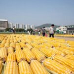 찰옥수수 삶는법 완벽 정리 노랗고 윤기 나는 찰옥수수 삶은 모습