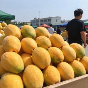 여름 제철 천도복숭아와 옐로드림 망고복숭아가 진열된 모습