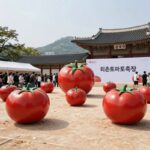 2026 퇴촌토마토축제 일정 2026 퇴촌토마토축제 행사장 전경과 토마토 조형물