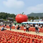 퇴촌토마토축제 2026 일정과 즐길거리 2026 퇴촌토마토거리축제 행사장 전경과 방문객 모습