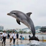 13호 태풍 돌핀 경로 폭염 영향 돌핀 태풍 예상 경로와 슈퍼태풍 발달 가능성을 나타내는 일기도