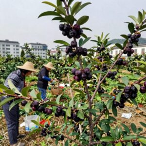 아로니아 수확시기에 수확한 보라색 열매가 나무에 주렁주렁 달린 모습