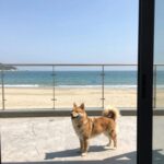 거제 애견 펜션 비치블루 해돋이가자 후기 거제도 애견 펜션 비치블루 오션뷰 객실과 테라스