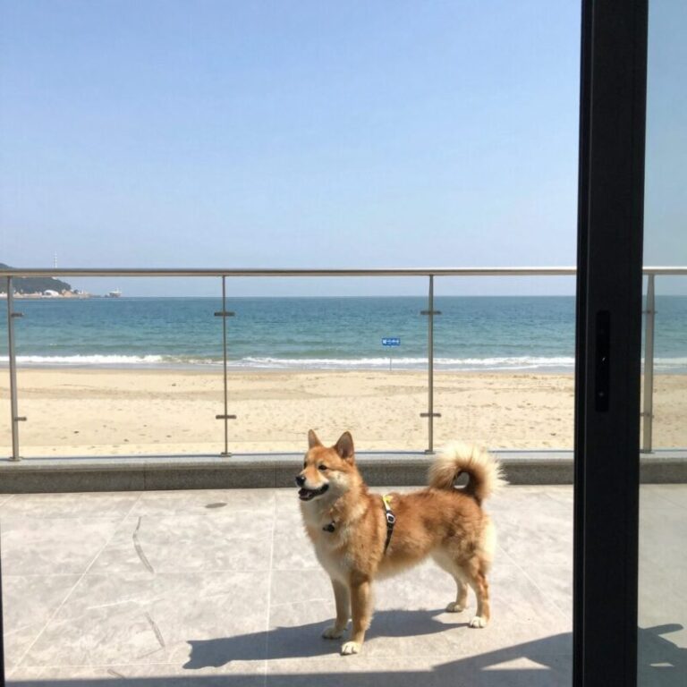 거제도 애견 펜션 비치블루 오션뷰 객실과 테라스