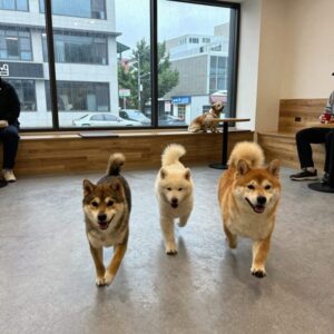실내 애견카페에서 강아지들이 폭신한 바닥에서 뛰어노는 모습, 비 오는 날에도 즐겁게 놀 수 있는 공간