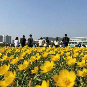 하늘말나리 주황색 꽃잎과 꽃술이 선명한 모습