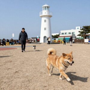 제주 강아지 동반 펜션 하얀등대 야외 놀이터에서 반려견이 뛰어노는 모습