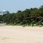 주문도 배시간표 요금 가는법 완벽정리 주문도 대빈창해수욕장 백사장과 소나무숲 전경