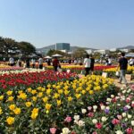 강진 보은산 V랜드공원 수국축제 강진 보은산 V랜드공원 수국길축제 풍성한 수국 군락과 포토존