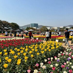 강진 보은산 V랜드공원 수국길축제 풍성한 수국 군락과 포토존
